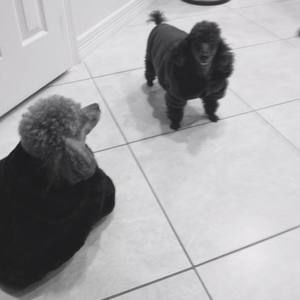 Meet your Posher, Laversa